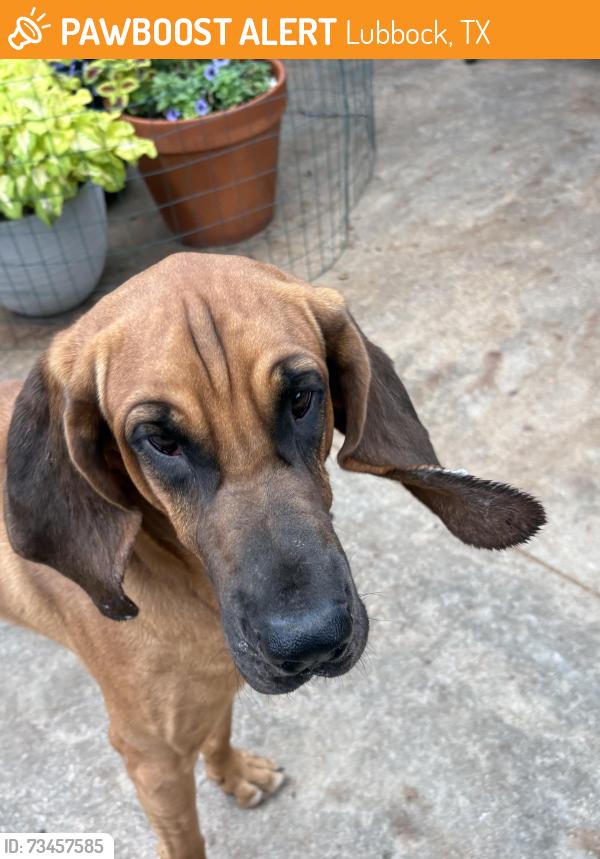 Found/Stray Male Dog last seen Slide, Lubbock, TX 79416