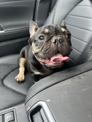 Found/Stray Unknown Dog last seen Near railroad tracks, Mansfield, TX 76063