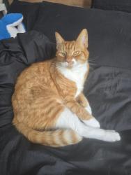 Lost Male Cat last seen Old Second Line Road, Ottawa, ON K2W 1A6