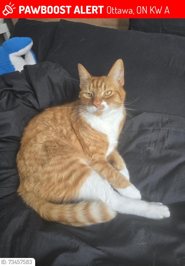 Lost Male Cat last seen Old Second Line Road, Ottawa, ON K2W 1A6