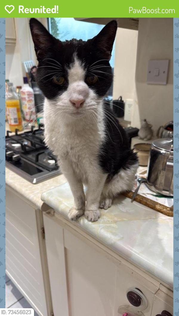 Reunited Male Cat last seen Wollaston Vale, Wollaton, England 