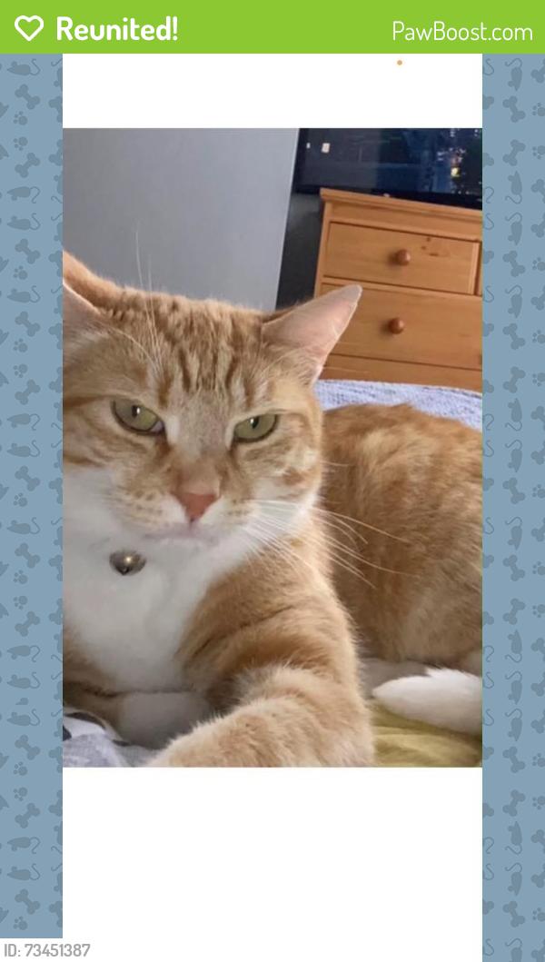 Reunited Male Cat last seen Plumstead station, Greater London, England 