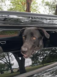 Reunited Male Dog last seen Park 57/County Rd 60, Somerville, TX, Somerville, TX 77879