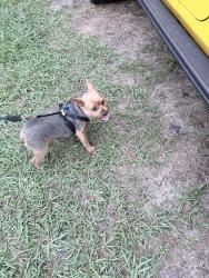 Reunited Male Dog last seen Allegheny, Pine Hills, FL 32818