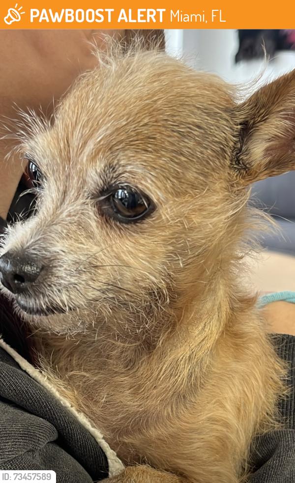 Found/Stray Female Dog last seen NW 7th Ave between 34th and 35th, Miami, FL 33127