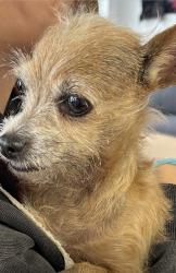 Found/Stray Female Dog last seen NW 7th Ave between 34th and 35th, Miami, FL 33127