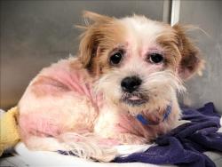 Shelter Stray Male Dog last seen , 1850 W 60th St, Los Angeles, CA 90047, USA