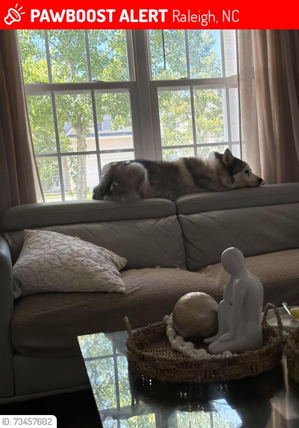 Lost Female Dog last seen Cemetery, Raleigh, NC 27616