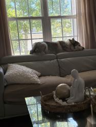 Lost Female Dog last seen Cemetery, Raleigh, NC 27616