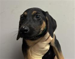 Shelter Stray Female Dog last seen , 1850 W 60th St, Los Angeles, CA 90047, USA