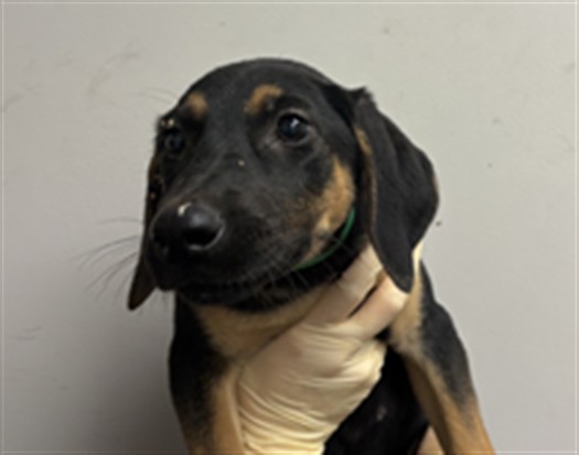 Shelter Stray Female Dog last seen , 1850 W 60th St, Los Angeles, CA 90047, USA
