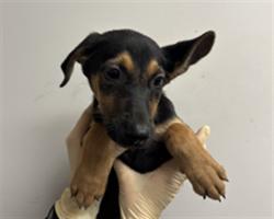 Shelter Stray Female Dog last seen , 1850 W 60th St, Los Angeles, CA 90047, USA