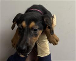 Shelter Stray Female Dog last seen , 1850 W 60th St, Los Angeles, CA 90047, USA