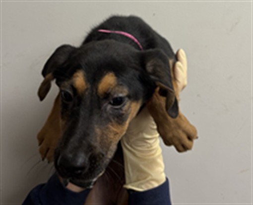 Shelter Stray Female Dog last seen , 1850 W 60th St, Los Angeles, CA 90047, USA