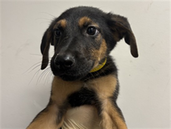 Shelter Stray Male Dog last seen , 1850 W 60th St, Los Angeles, CA 90047, USA