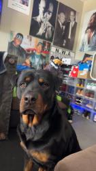Lost Male Dog last seen 82nd and Jacaranda, Seminole, FL 33777