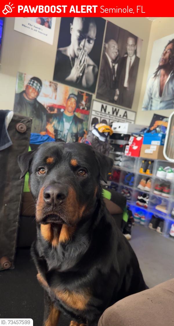 Lost Male Dog last seen 82nd and Jacaranda, Seminole, FL 33777