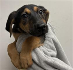 Shelter Stray Female Dog last seen , 1850 W 60th St, Los Angeles, CA 90047, USA