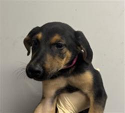 Shelter Stray Male Dog last seen , 1850 W 60th St, Los Angeles, CA 90047, USA