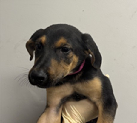 Shelter Stray Male Dog last seen , 1850 W 60th St, Los Angeles, CA 90047, USA