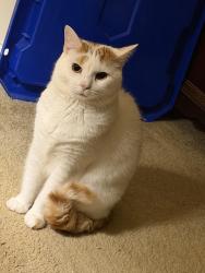 Reunited Male Cat last seen Lynn Rd, Taylors, SC 29687