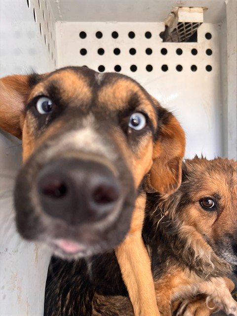 Shelter Stray Female Dog last seen Near BLK MONTERY ST, BAKERFIELD CA, 201 S Mt Vernon Ave, Bakersfield, CA 93307, USA