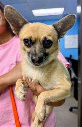 Shelter Stray Male Dog last seen Near BLK CONNIE AVE, 201 S Mt Vernon Ave, Bakersfield, CA 93307, USA