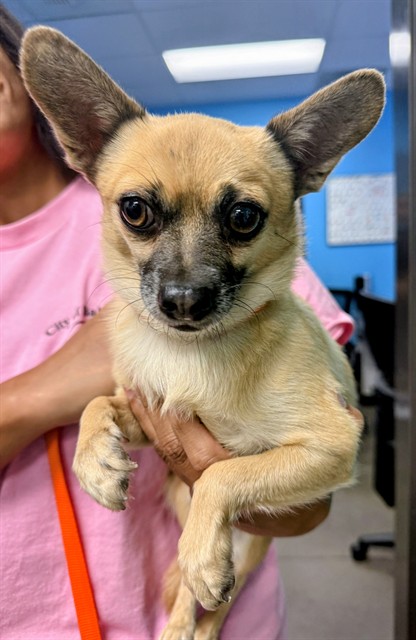 Shelter Stray Male Dog last seen Near BLK CONNIE AVE, 201 S Mt Vernon Ave, Bakersfield, CA 93307, USA