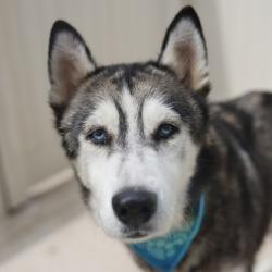 Shelter Stray Male Dog last seen Near BLOCK ENCANTA, 4710 TX-151, San Antonio, TX 78227, USA