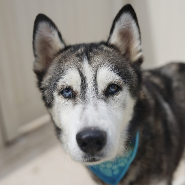 Shelter Stray Male Dog last seen Near BLOCK ENCANTA, 4710 TX-151, San Antonio, TX 78227, USA