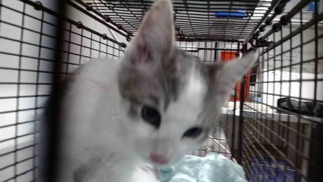 Shelter Stray Male Cat last seen Near BLOCK POST, 1419 Bryant St, San Francisco, CA 94103, USA