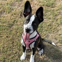 Shelter Stray Male Dog last seen , 4710 TX-151, San Antonio, TX 78227, USA