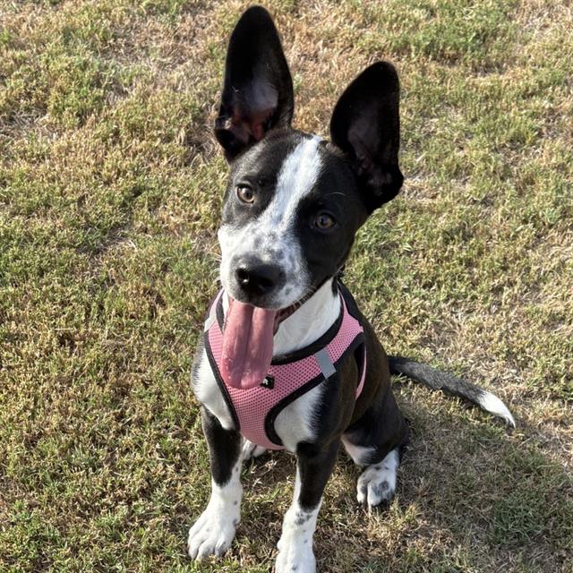 Shelter Stray Male Dog last seen , 4710 TX-151, San Antonio, TX 78227, USA