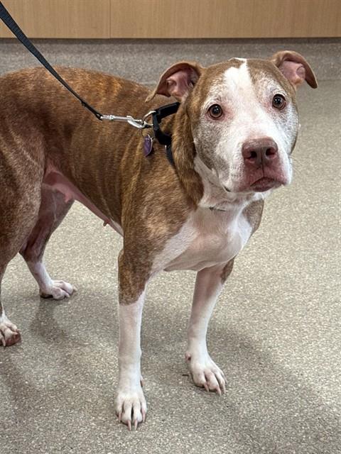Shelter Stray Female Dog last seen Near BLOCK W BROADWAY, 3528 Newburg Rd, Louisville, KY 40218, USA
