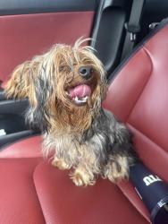 Found/Stray Female Dog last seen Pine Island and 81st, Tamarac, FL 33321