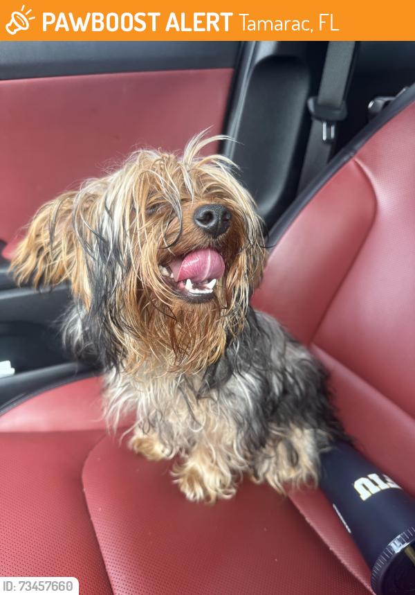 Found/Stray Female Dog last seen Pine Island and 81st, Tamarac, FL 33321