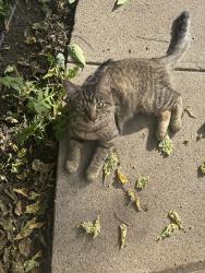 Found/Stray Male Cat last seen By fire station, Saint Paul, MN 55107