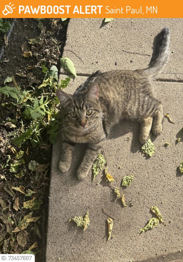 Found/Stray Male Cat last seen By fire station, Saint Paul, MN 55107