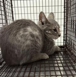 Shelter Stray Female Cat last seen , 11361 W Pico Blvd, Los Angeles, CA 90064, USA
