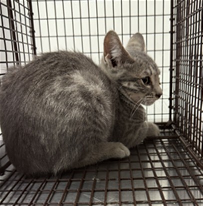 Shelter Stray Female Cat last seen , 11361 W Pico Blvd, Los Angeles, CA 90064, USA