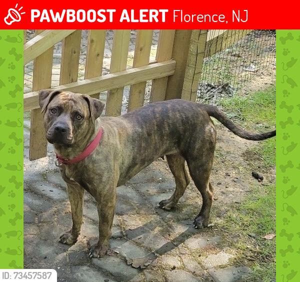 Lost Female Dog last seen Hornberger & Route 130 South, Florence, NJ 08554