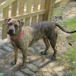 Lost Female Dog last seen Hornberger & Route 130 South, Florence, NJ 08554