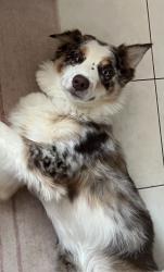 Lost Male Dog last seen south navaho trail, Sundown, TX 77449