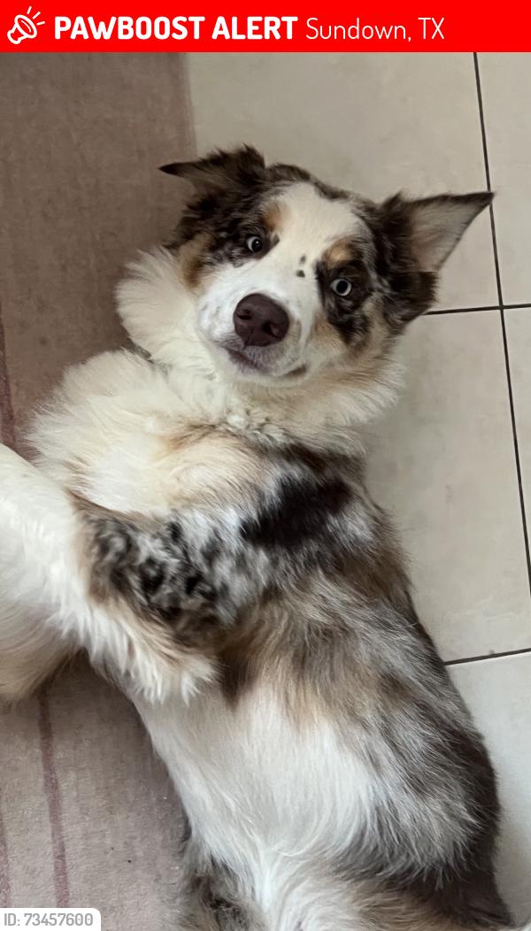 Lost Male Dog last seen south navaho trail, Sundown, TX 77449