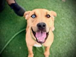 Shelter Stray Female Dog last seen , 2769 Conroy Rd, Orlando, FL 32839, USA