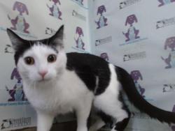 Shelter Stray Male Cat last seen , 2769 Conroy Rd, Orlando, FL 32839, USA