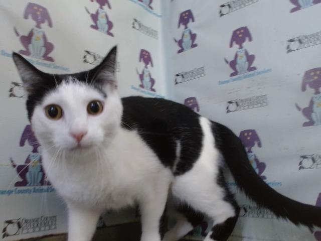 Shelter Stray Male Cat last seen , 2769 Conroy Rd, Orlando, FL 32839, USA