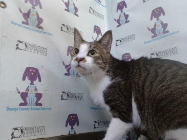Shelter Stray Male Cat last seen , 2769 Conroy Rd, Orlando, FL 32839, USA