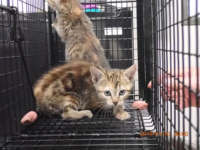 Shelter Stray Female Cat last seen WENTZVILLE, 4850 Mid Rivers Mall Dr, St Peters, MO 63376, USA