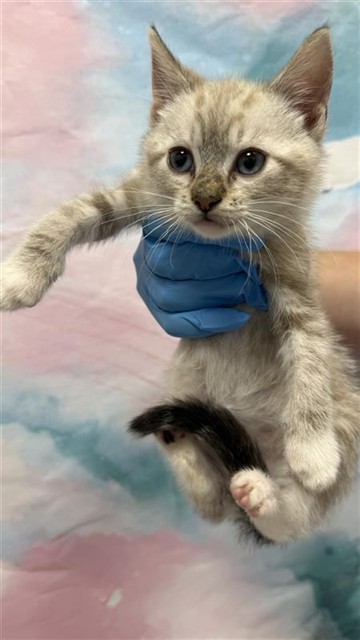 Shelter Stray Male Cat last seen SAINT JUDE CT / SHELDON RD, 9150 Union Park Way, Elk Grove, CA 95624, USA